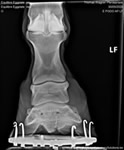 X-ray image 2 (Eggplate new)