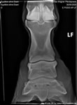 Röntgenbild 2 (ohne Eisen)